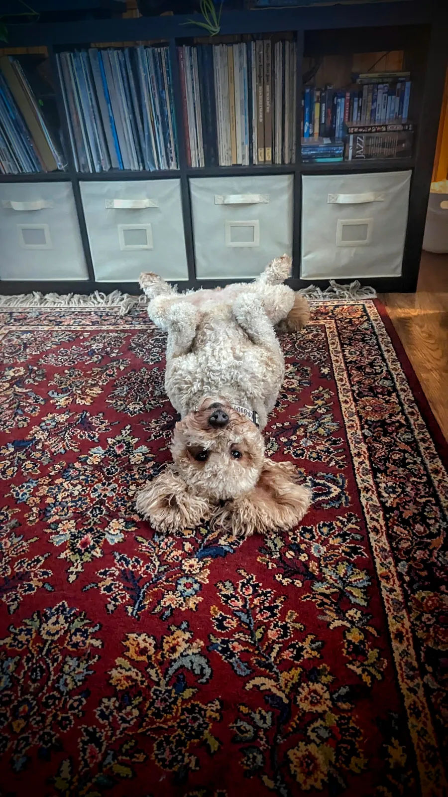 Maddie the goldendoodle, January 2025
