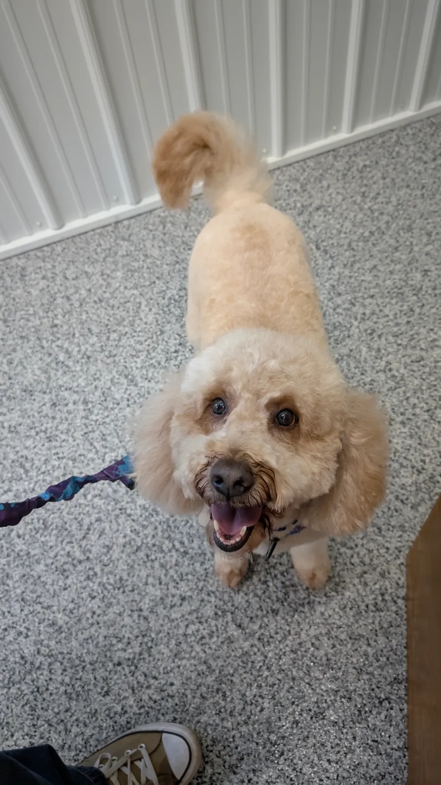 Maddie the goldendoodle, March 2025