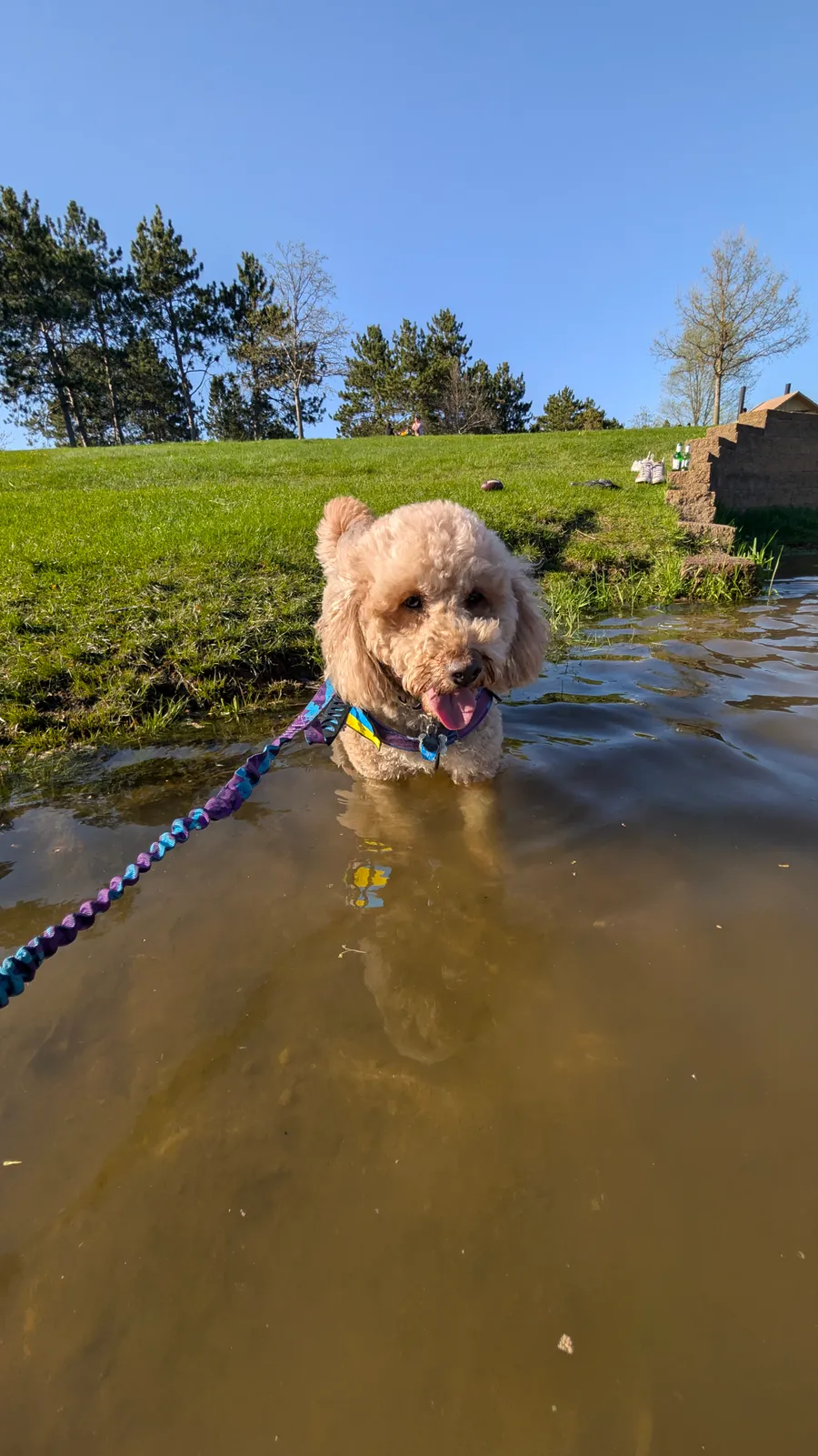 Maddie the goldendoodle, May 2025