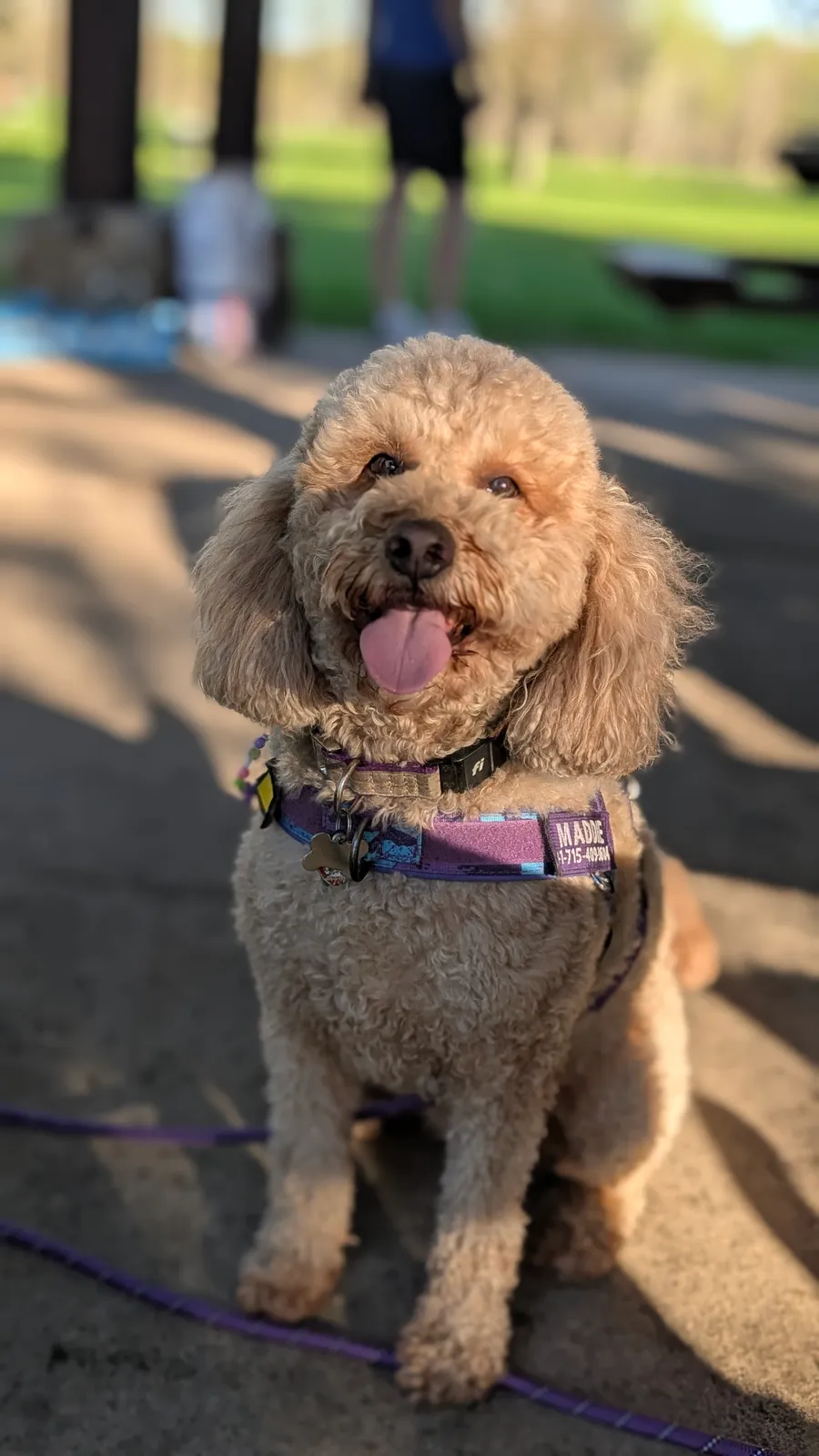 Maddie the goldendoodle, May 2025