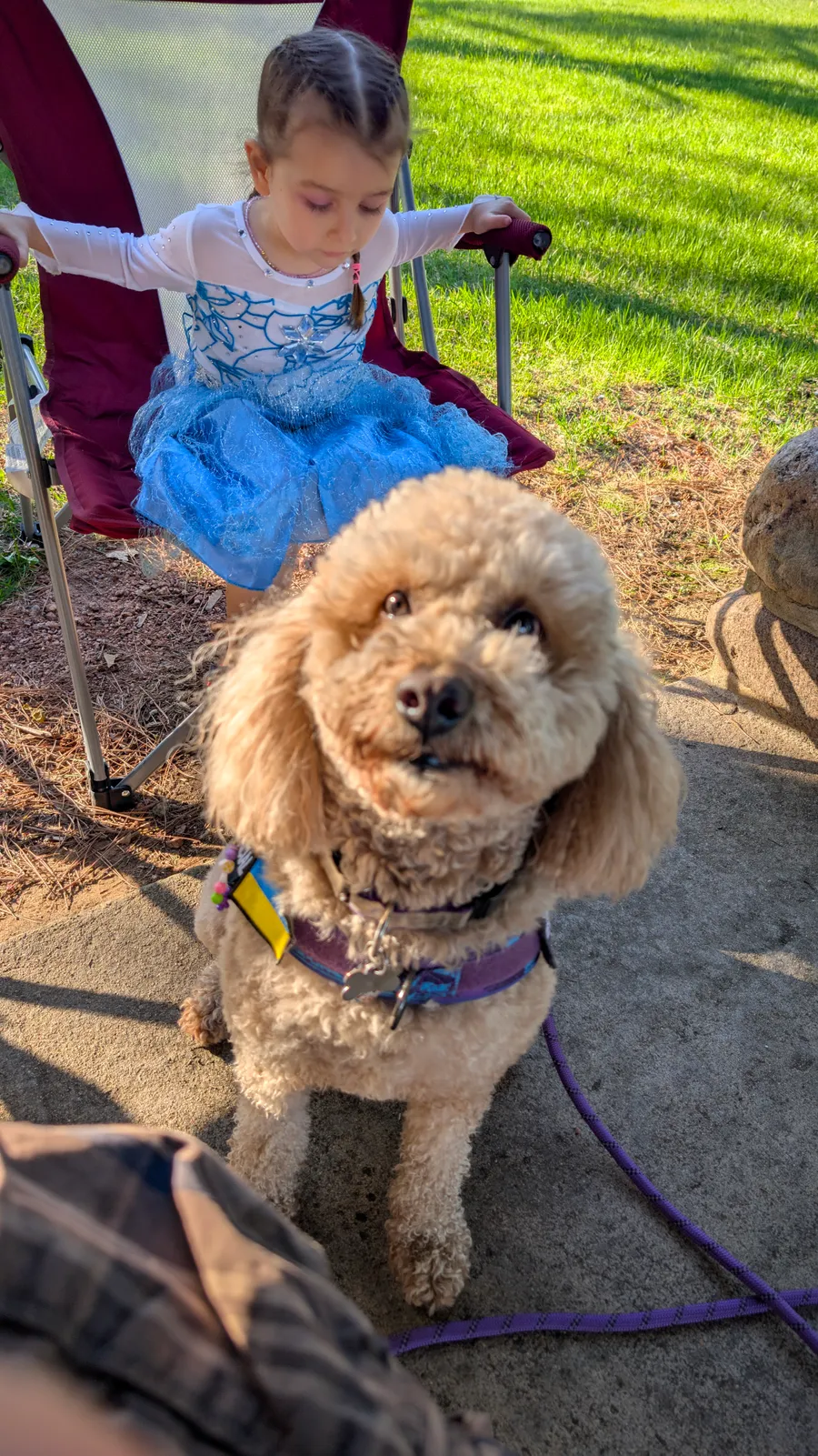 Maddie the goldendoodle, May 2025
