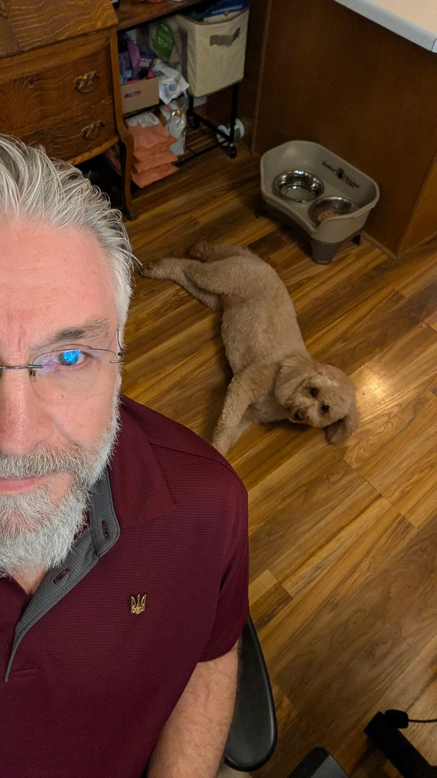 Maddie the goldendoodle, July 2025