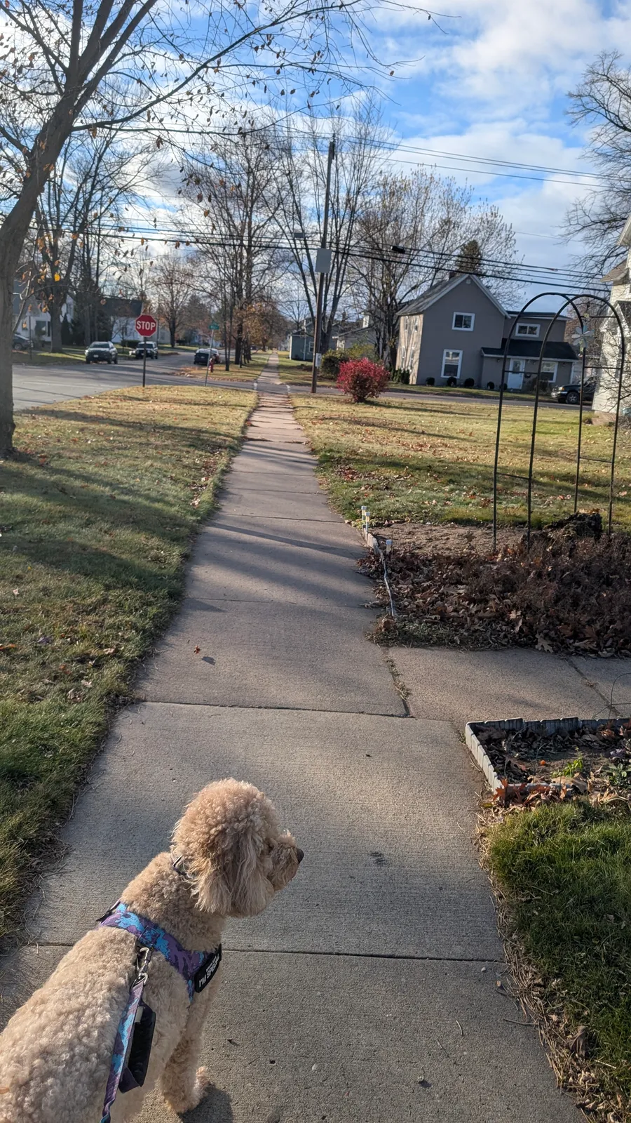 Maddie the goldendoodle, November 2025