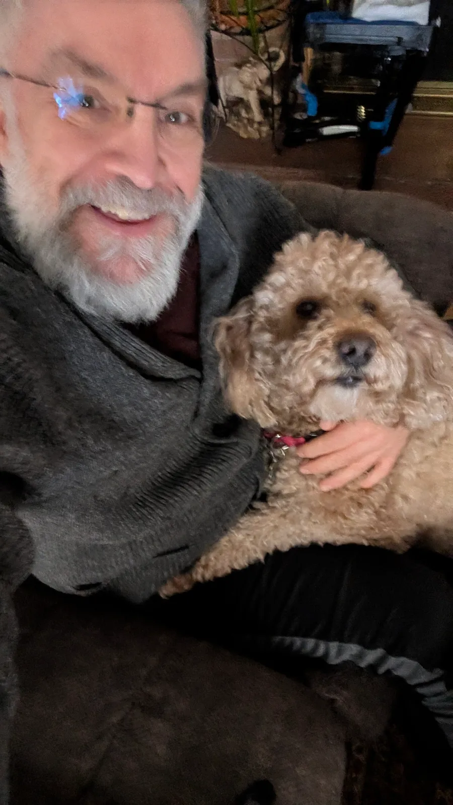 Maddie the goldendoodle, March 2026