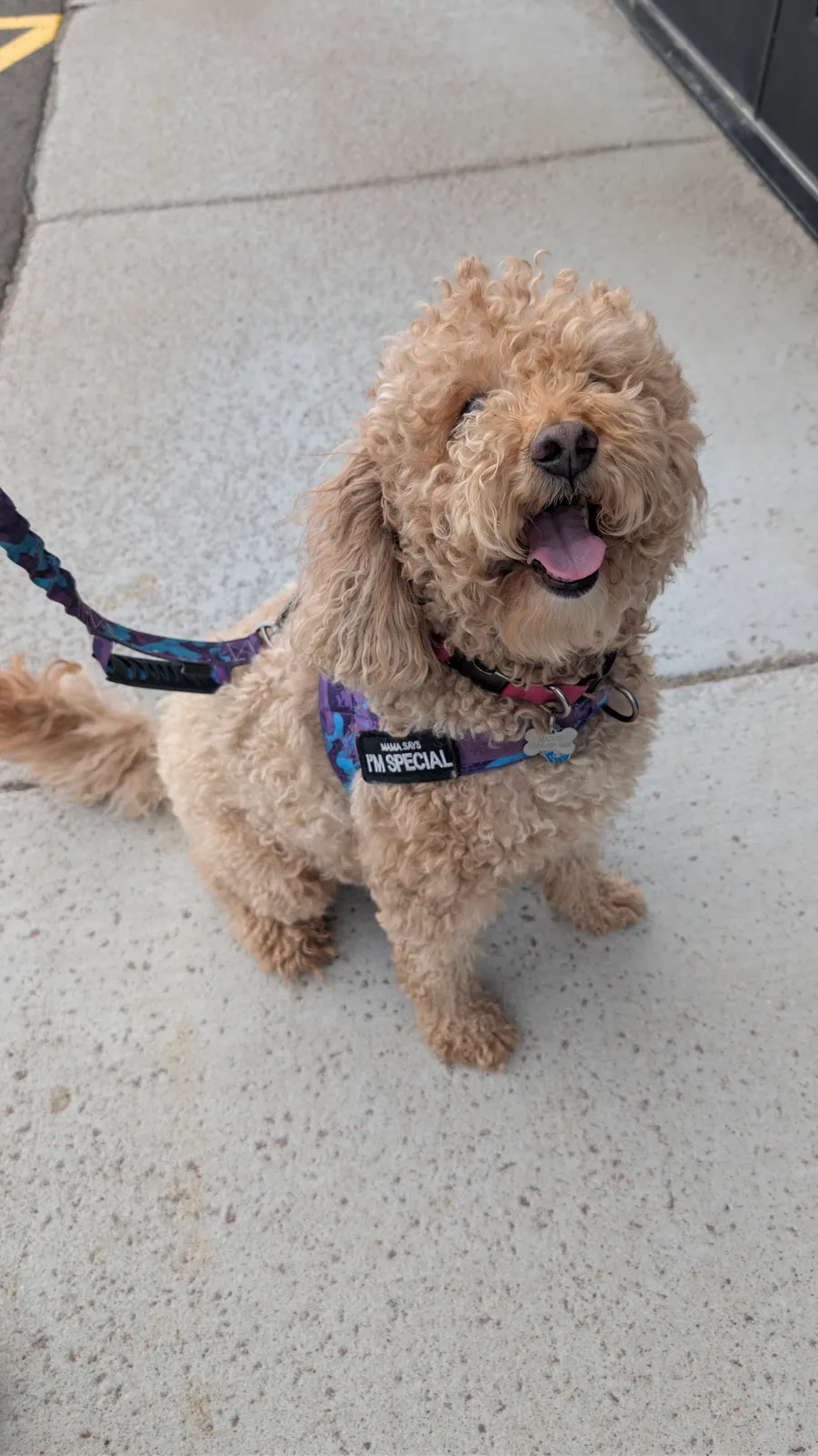 Maddie the goldendoodle, May 2026