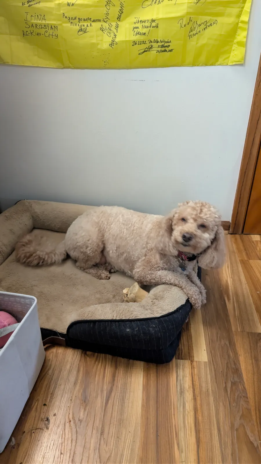 Maddie the goldendoodle, June 2026