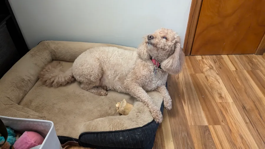Maddie the goldendoodle, June 2026