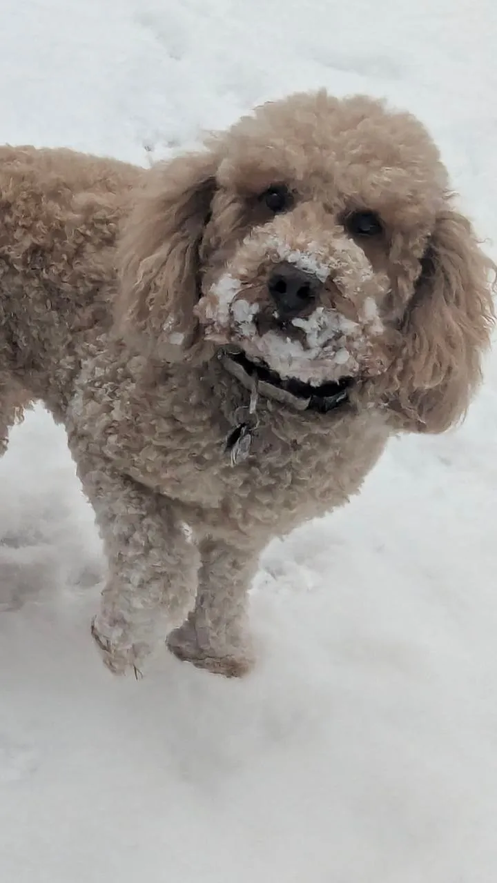 Maddie the goldendoodle